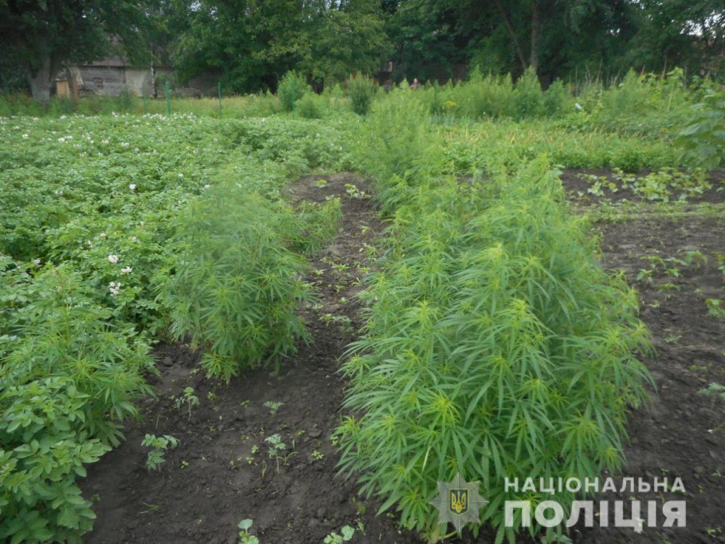 Майже триста рослин конопель та понад півтисячі маку знищили поліцейські на Рівненщині