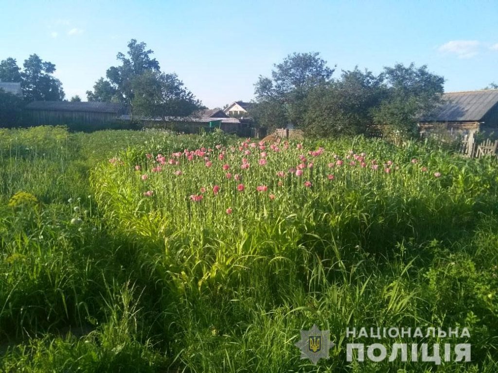 Понад 2500 рослин маку та конопель вилучила поліція Рівненщини за добу