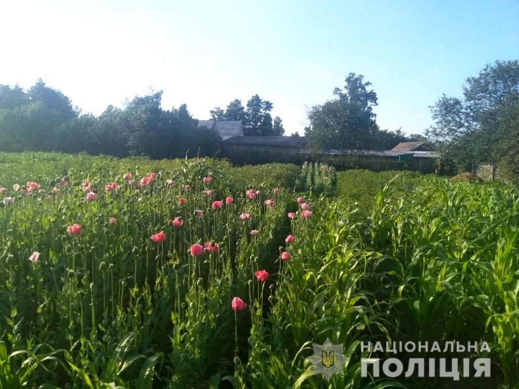 Понад 2500 рослин маку та конопель вилучила поліція Рівненщини за добу